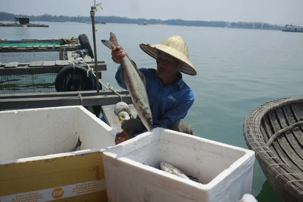  Cá nuôi lồng bè chết hàng loạt, người nuôi bán tháo giá rẻ ảnh 3