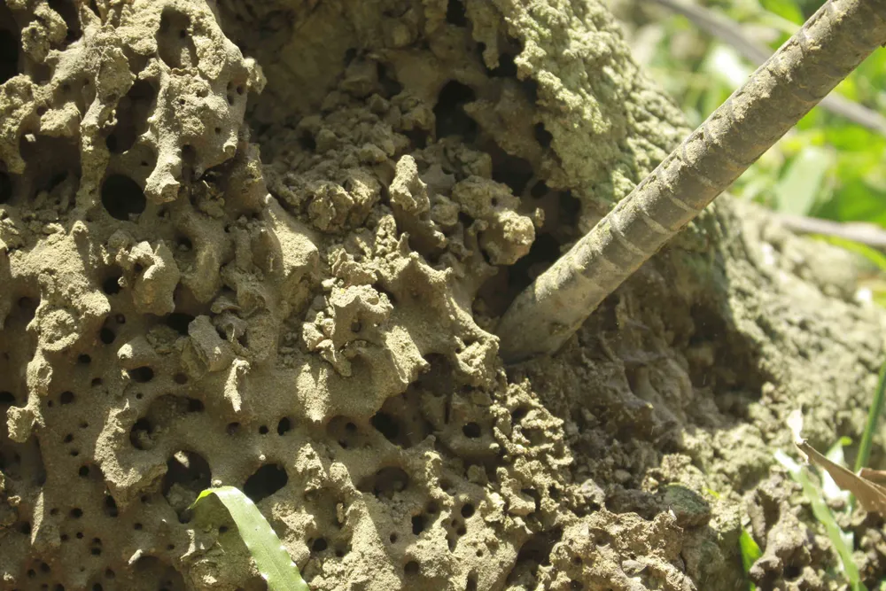 Lên rừng đào mối “vỗ béo” cho gà ảnh 4