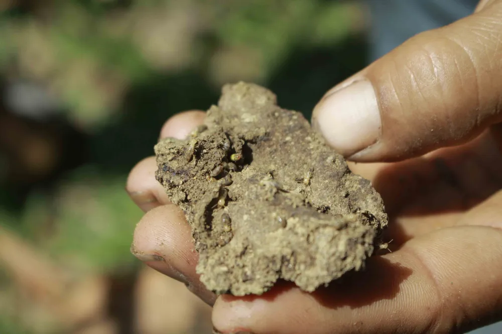 Lên rừng đào mối “vỗ béo” cho gà ảnh 5