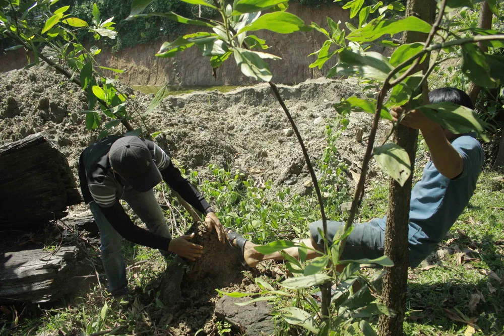 Lên rừng đào mối “vỗ béo” cho gà ảnh 6