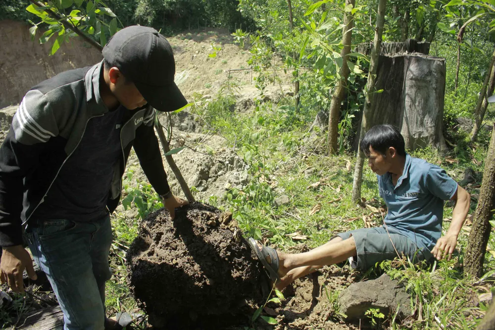 Lên rừng đào mối “vỗ béo” cho gà ảnh 7