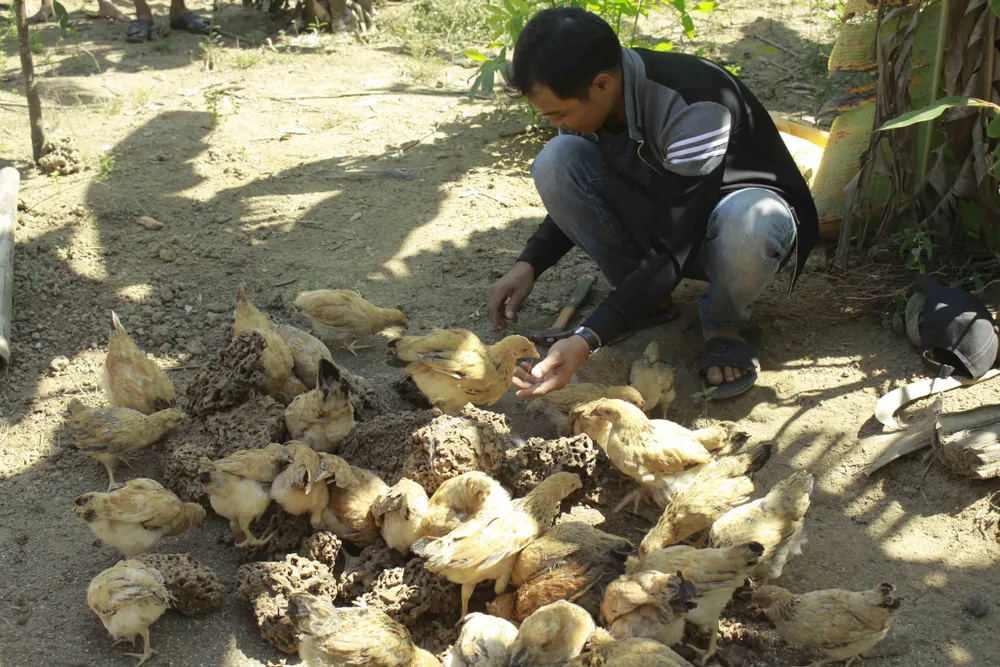 Lên rừng đào mối “vỗ béo” cho gà ảnh 9