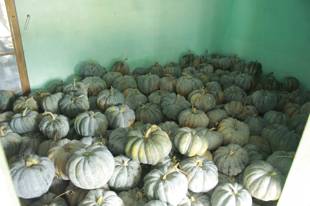 Quảng Ngãi: Bí đỏ rớt giá còn 5.000 đồng/kg, nông dân lo lắng ảnh 2