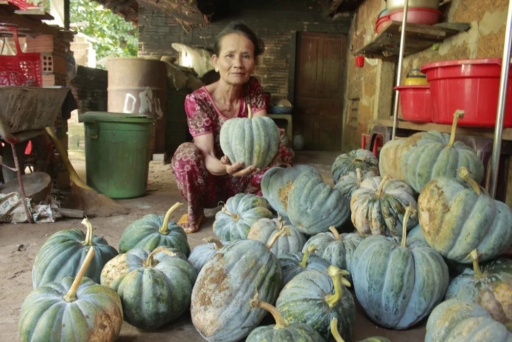 Quảng Ngãi: Bí đỏ rớt giá còn 5.000 đồng/kg, nông dân lo lắng ảnh 3