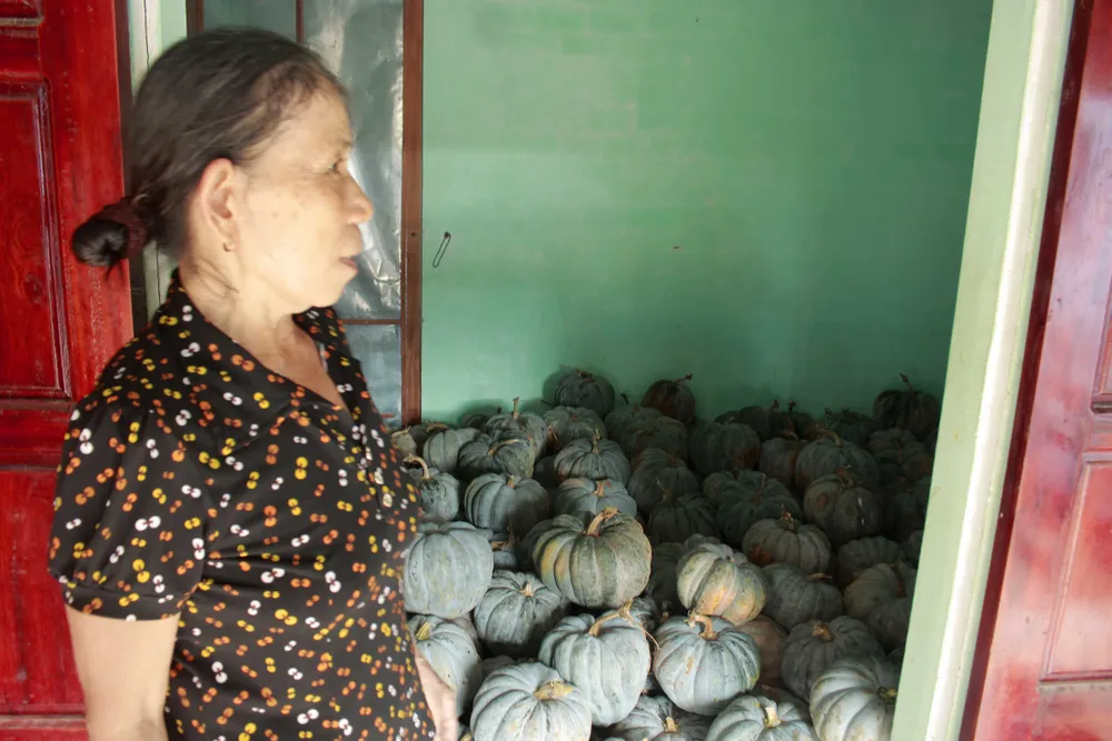 Quảng Ngãi: Bí đỏ rớt giá còn 5.000 đồng/kg, nông dân lo lắng ảnh 1