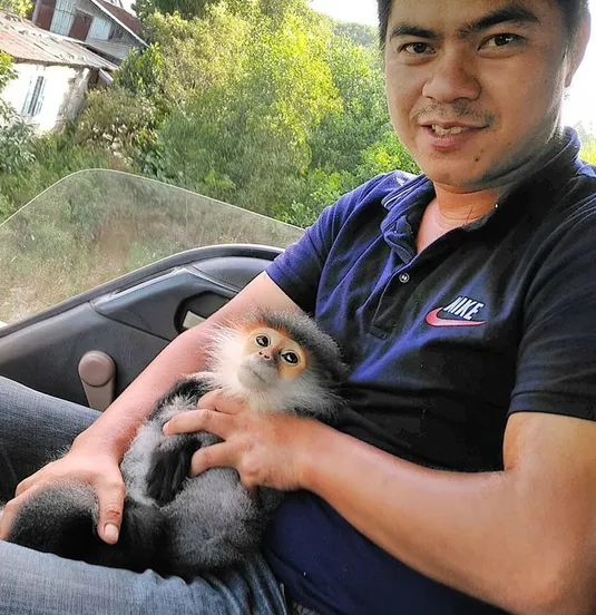 Bàn giao voọc bắt gặp trên đường cao tốc cho hạt kiểm lâm ảnh 1