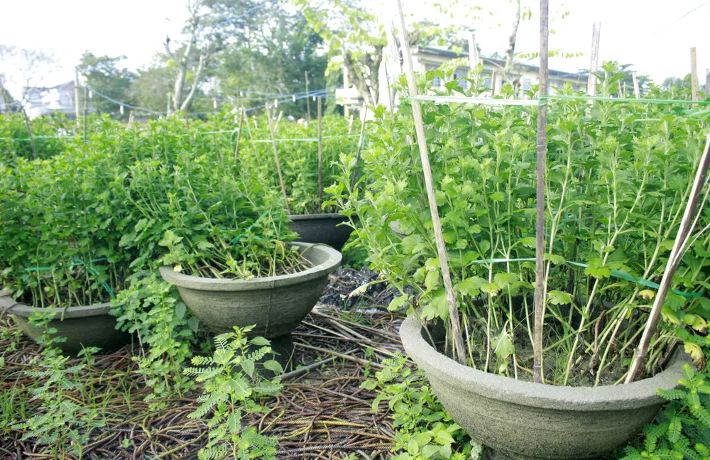 Nông dân trồng hoa tết ở Quảng Ngãi lo lắng  ảnh 1