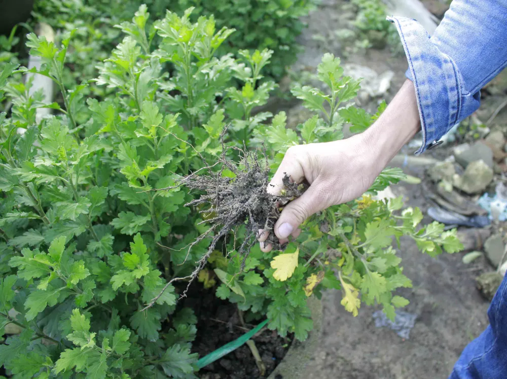 Nông dân trồng hoa tết ở Quảng Ngãi lo lắng  ảnh 3