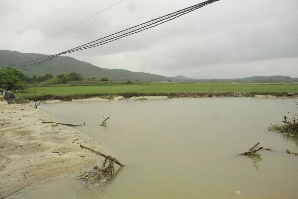 Quảng Ngãi: Không thể gieo sạ vụ mới vì đê sông sạt lở ảnh 4