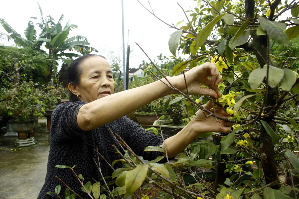 Quảng Ngãi: Mưa lạnh kéo dài, hoa mai nở sớm ảnh 1