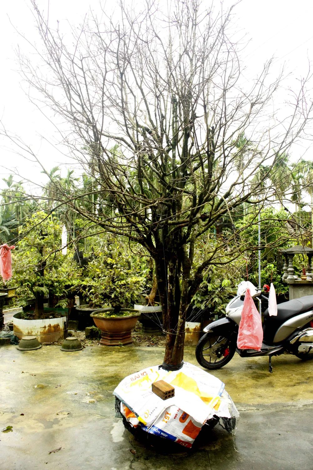 Quảng Ngãi: Mưa lạnh kéo dài, hoa mai nở sớm ảnh 7