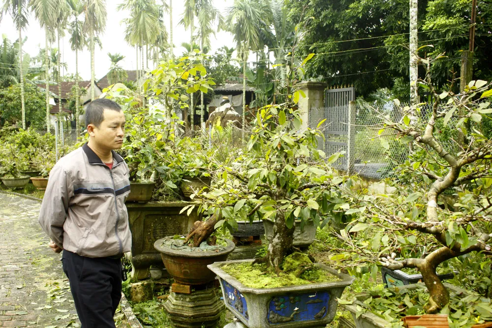 Quảng Ngãi: Mưa lạnh kéo dài, hoa mai nở sớm ảnh 2