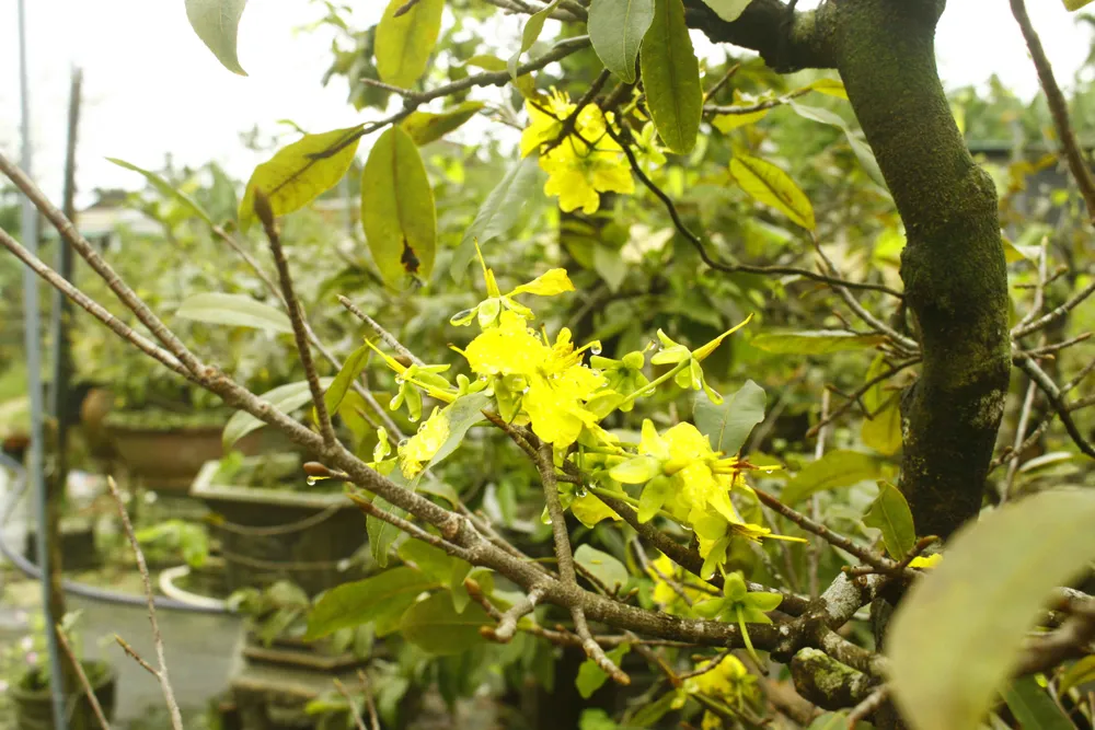 Quảng Ngãi: Mưa lạnh kéo dài, hoa mai nở sớm ảnh 4