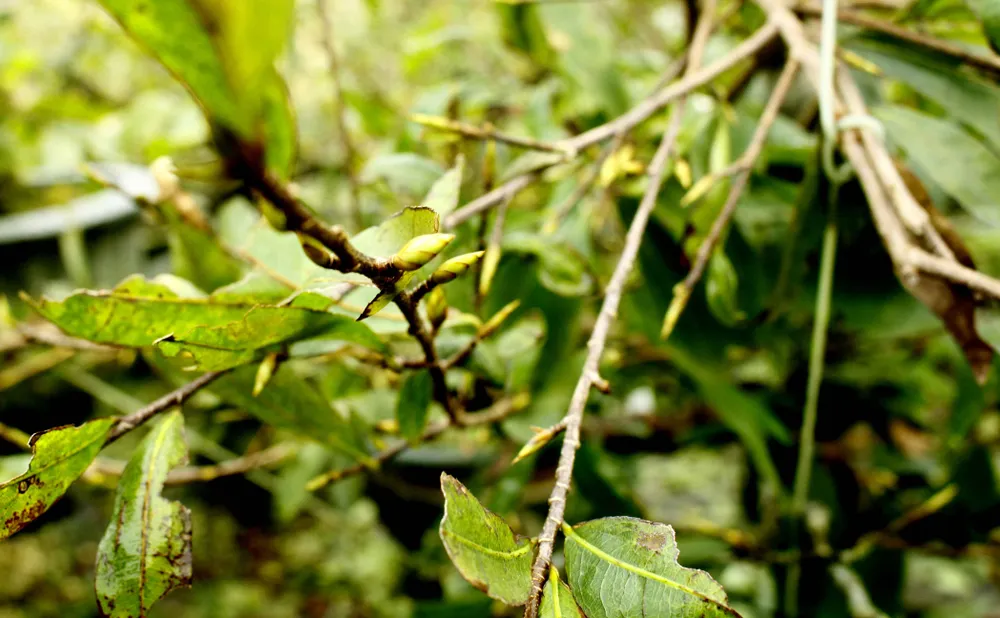 Quảng Ngãi: Mưa lạnh kéo dài, hoa mai nở sớm ảnh 6