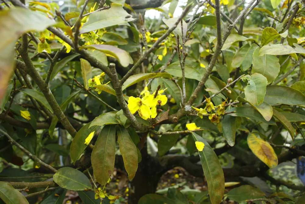 Quảng Ngãi: Mưa lạnh kéo dài, hoa mai nở sớm ảnh 5