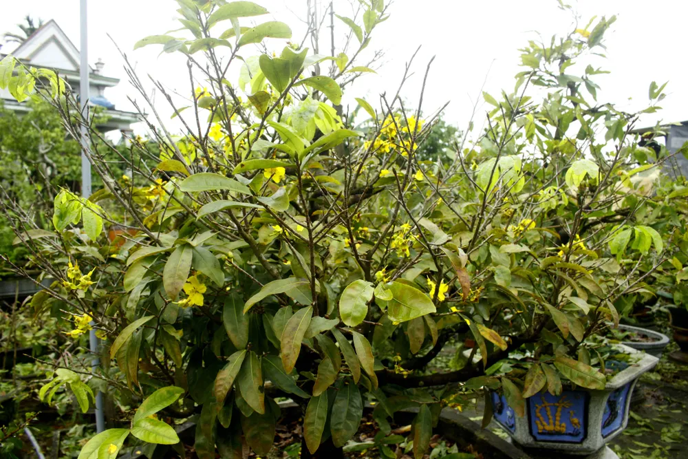 Quảng Ngãi: Mưa lạnh kéo dài, hoa mai nở sớm ảnh 3