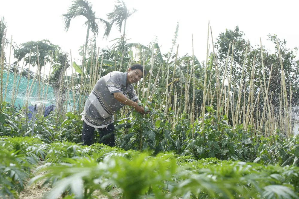 Ngư dân trồng hoa tết trên đảo Lý Sơn ảnh 3