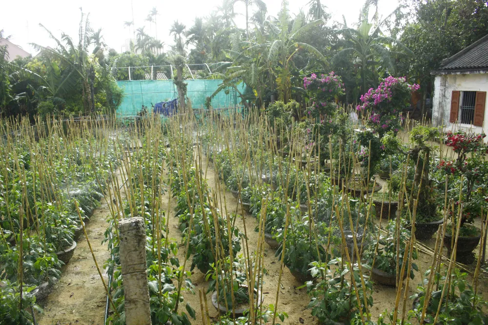 Ngư dân trồng hoa tết trên đảo Lý Sơn ảnh 2