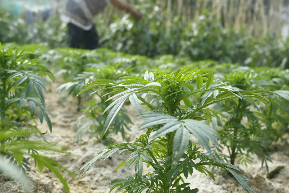 Ngư dân trồng hoa tết trên đảo Lý Sơn ảnh 4