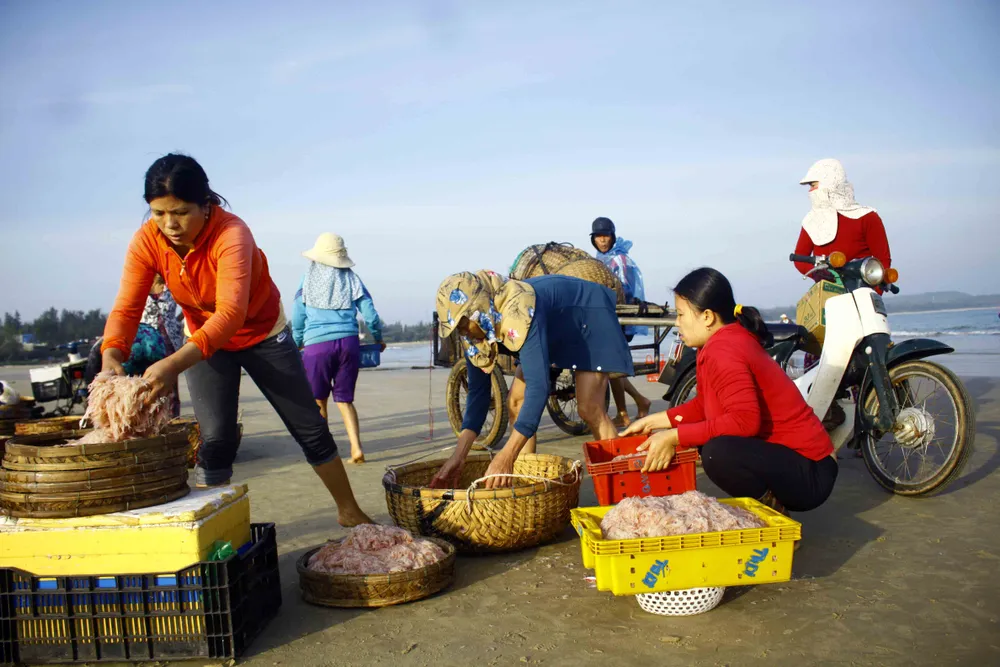 Ngư dân Quảng Ngãi trúng đậm “lộc ruốc” cuối năm ảnh 7