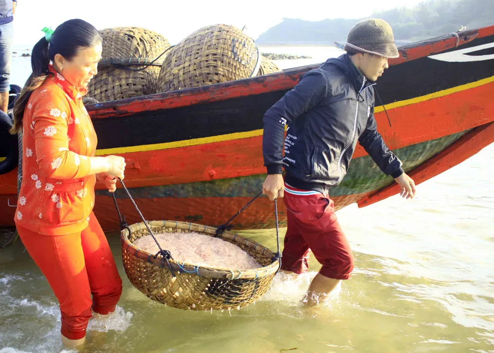 Ngư dân Quảng Ngãi trúng đậm “lộc ruốc” cuối năm ảnh 1