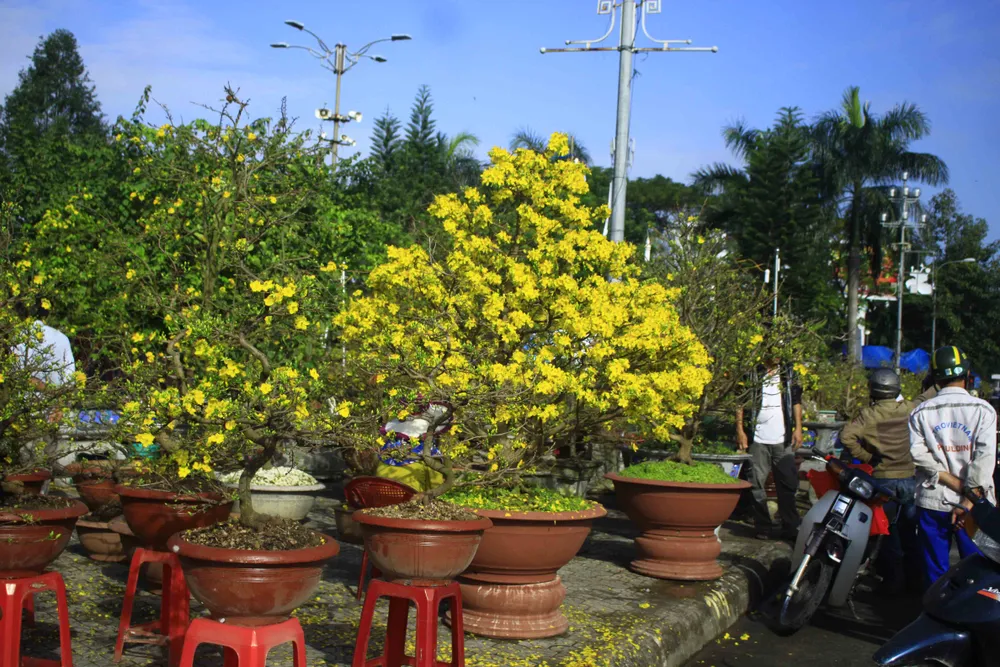 Trăm hoa khoe sắc tại chợ hoa tết Quảng Ngãi ảnh 2