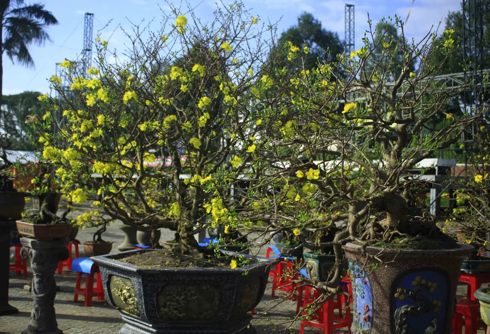 Trăm hoa khoe sắc tại chợ hoa tết Quảng Ngãi ảnh 1