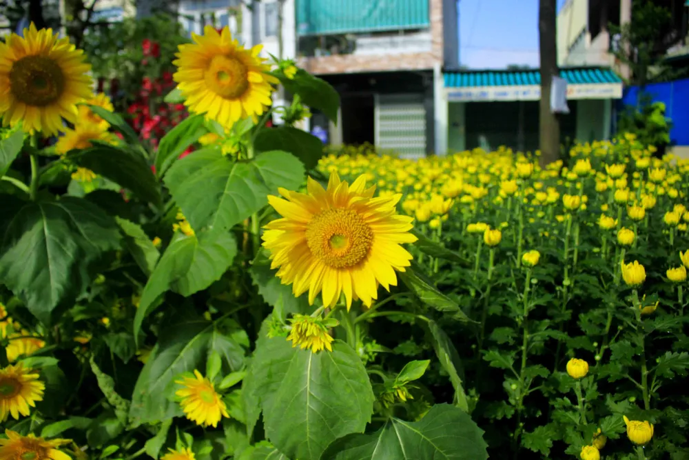 Trăm hoa khoe sắc tại chợ hoa tết Quảng Ngãi ảnh 4