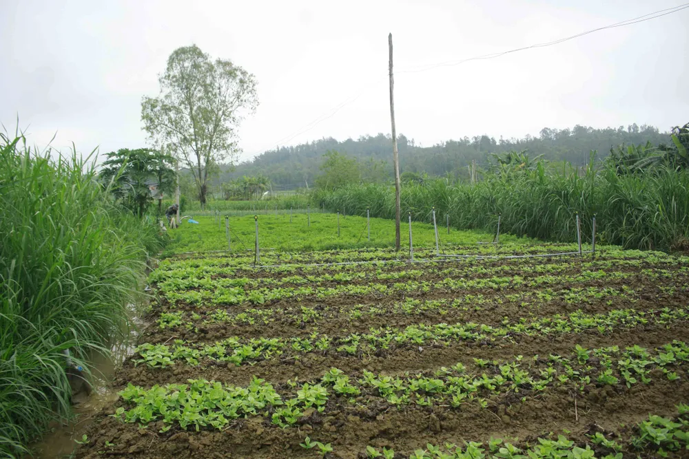 Quảng Ngãi: Rau xanh tăng giá mở chợ đầu năm ảnh 2