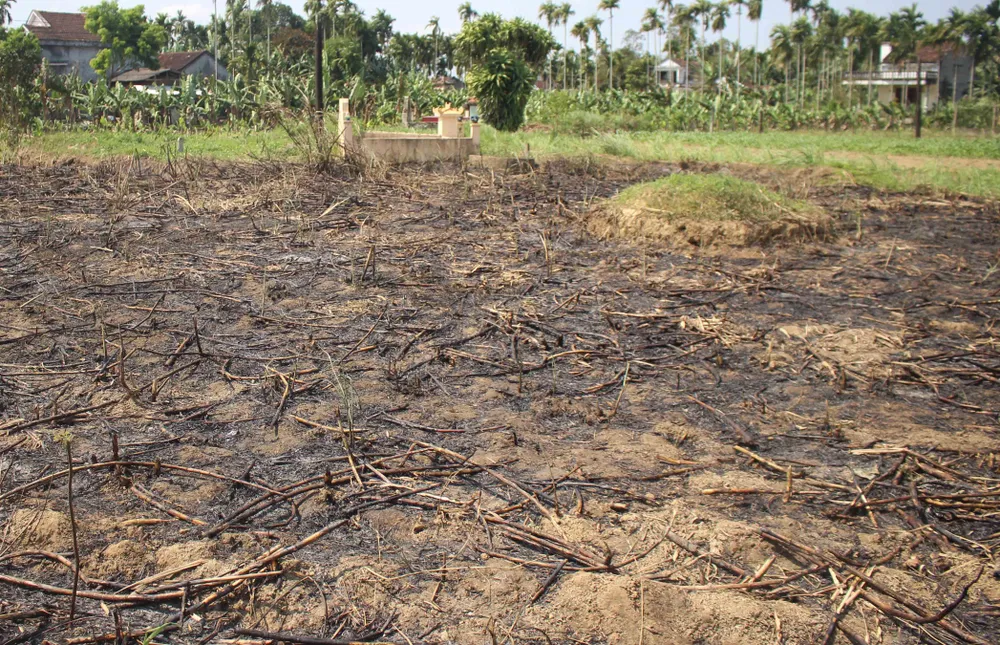 Mía cháy khô đồng, nhà nông điêu đứng ảnh 2