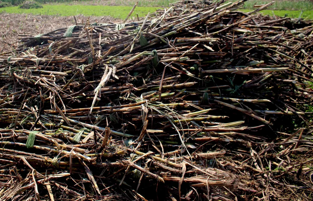 Mía cháy khô đồng, nhà nông điêu đứng ảnh 3
