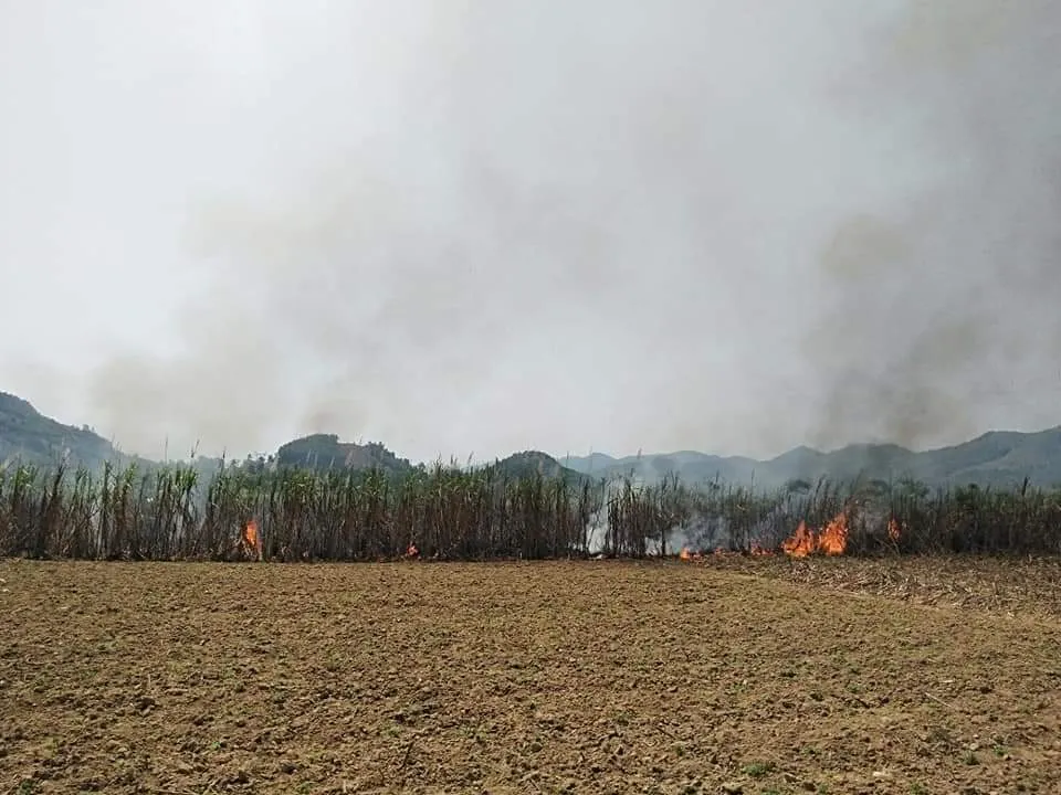 Thanh niên giúp dân thu hoạch mía bị lửa thiêu rụi  ảnh 1