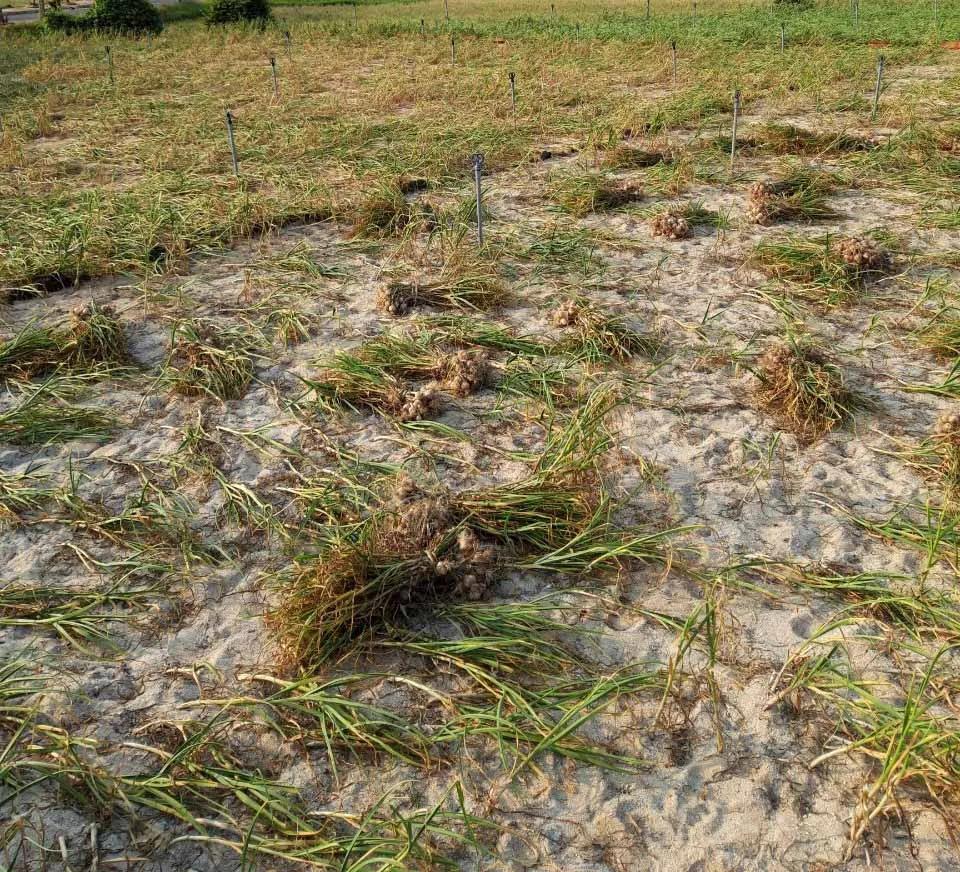 Tỏi Lý Sơn mất mùa do nắng nóng kéo dài ảnh 2