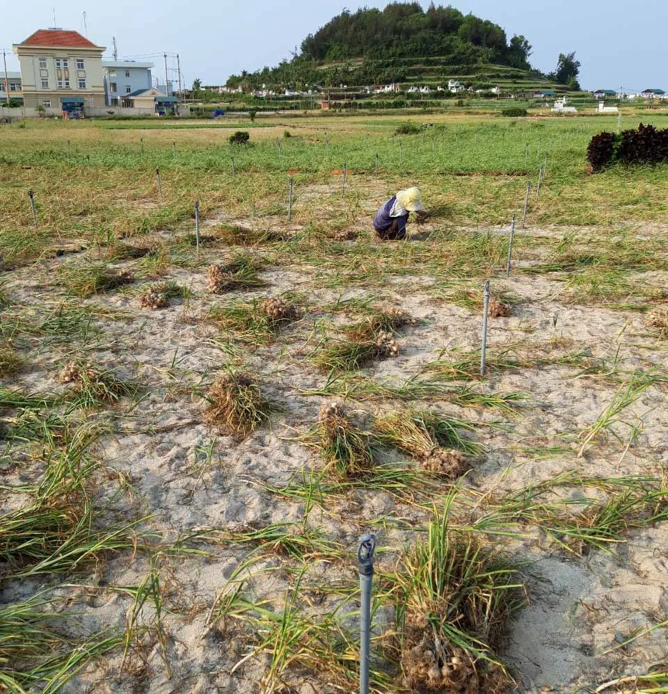 Tỏi Lý Sơn mất mùa do nắng nóng kéo dài ảnh 1