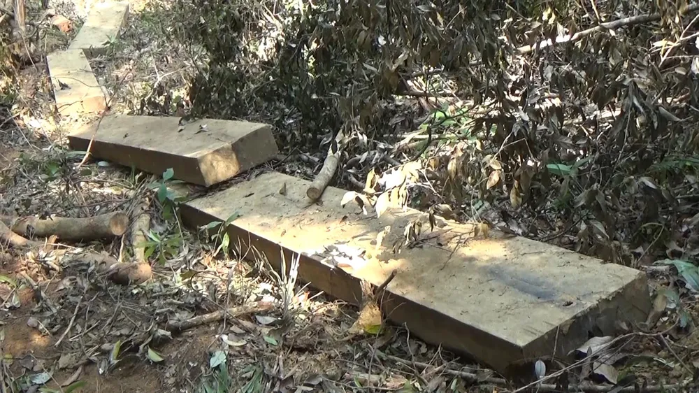 Truy quét vụ phá rừng phòng hộ suối Trà Veo ảnh 1