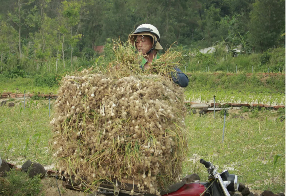 Quảng Ngãi công bố đường dây nóng bảo vệ tỏi Lý Sơn ảnh 1