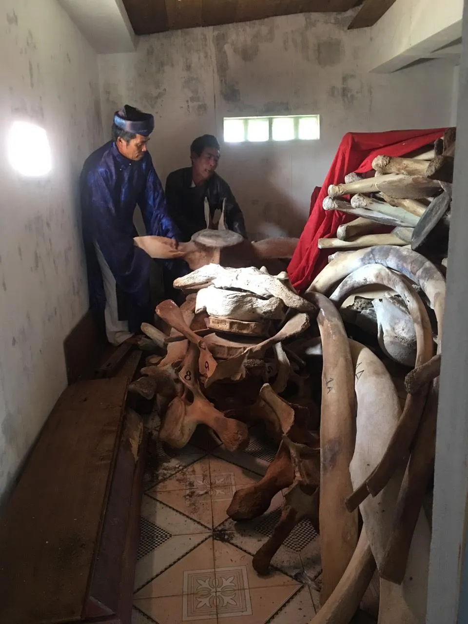 Quảng Ngãi: 14 tỷ đồng phục dựng bộ xương cá voi  ảnh 1