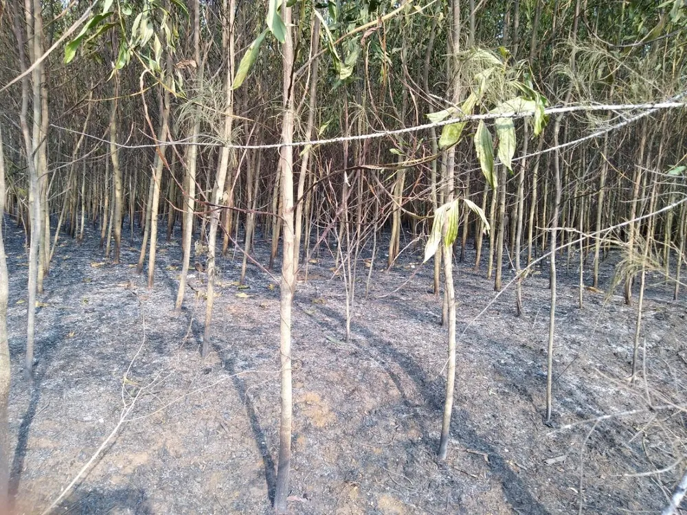 Lại xảy ra liên tiếp 2 vụ cháy rừng tại huyện Bình Sơn ảnh 4