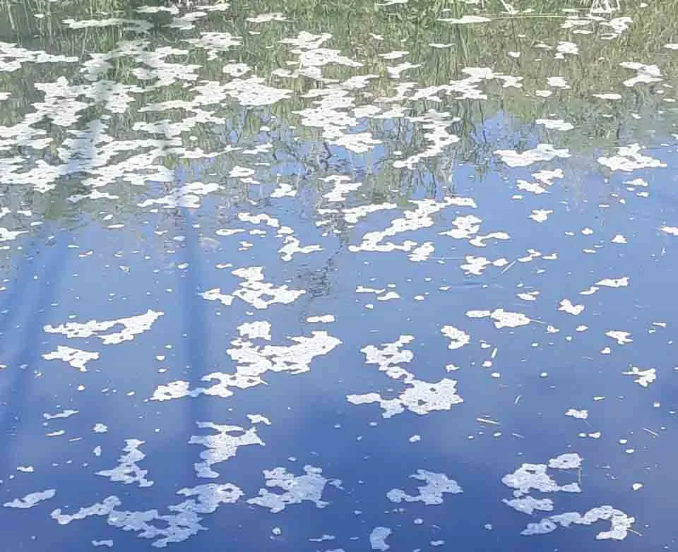 Người dân “nín thở” sống gần kênh ô nhiễm, bốc mùi ảnh 4