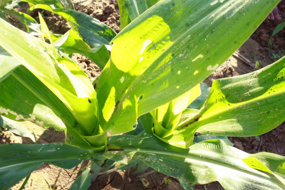  “Kẻ hủy diệt” sâu keo mùa thu gây hại cây bắp ở Quảng Ngãi ảnh 2