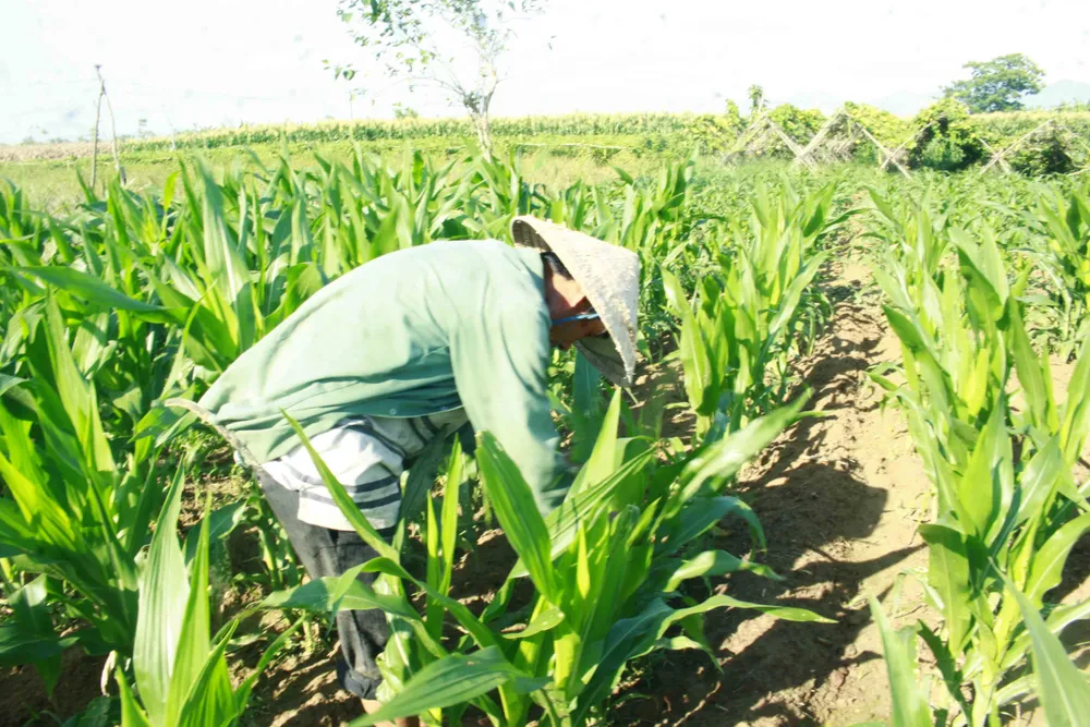  “Kẻ hủy diệt” sâu keo mùa thu gây hại cây bắp ở Quảng Ngãi ảnh 4