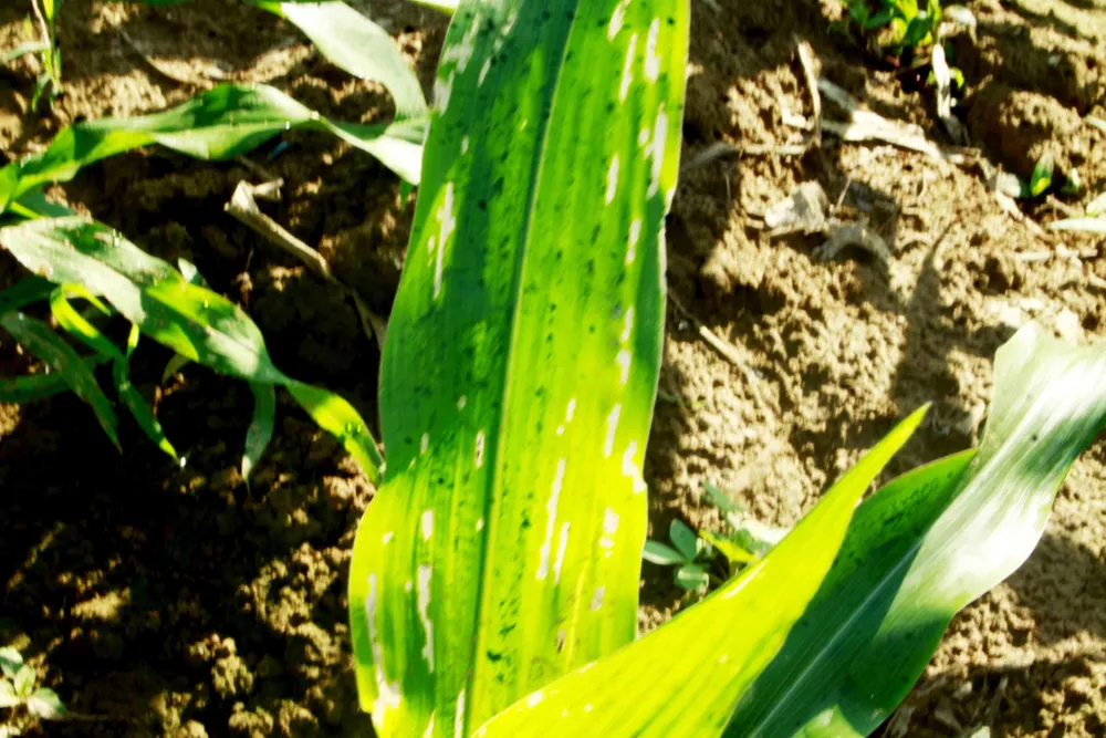  “Kẻ hủy diệt” sâu keo mùa thu gây hại cây bắp ở Quảng Ngãi ảnh 3