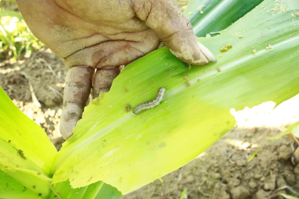  “Kẻ hủy diệt” sâu keo mùa thu gây hại cây bắp ở Quảng Ngãi ảnh 1