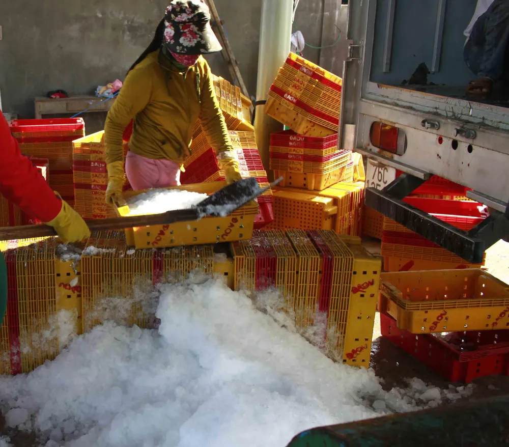 Giải pháp bảo quản sản phẩm để nâng cao năng suất khai thác xa bờ ảnh 3