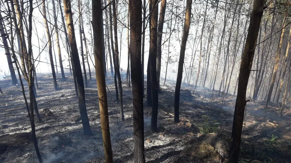 Cháy gần 15 ha rừng do sơ suất đốt rẫy ảnh 2