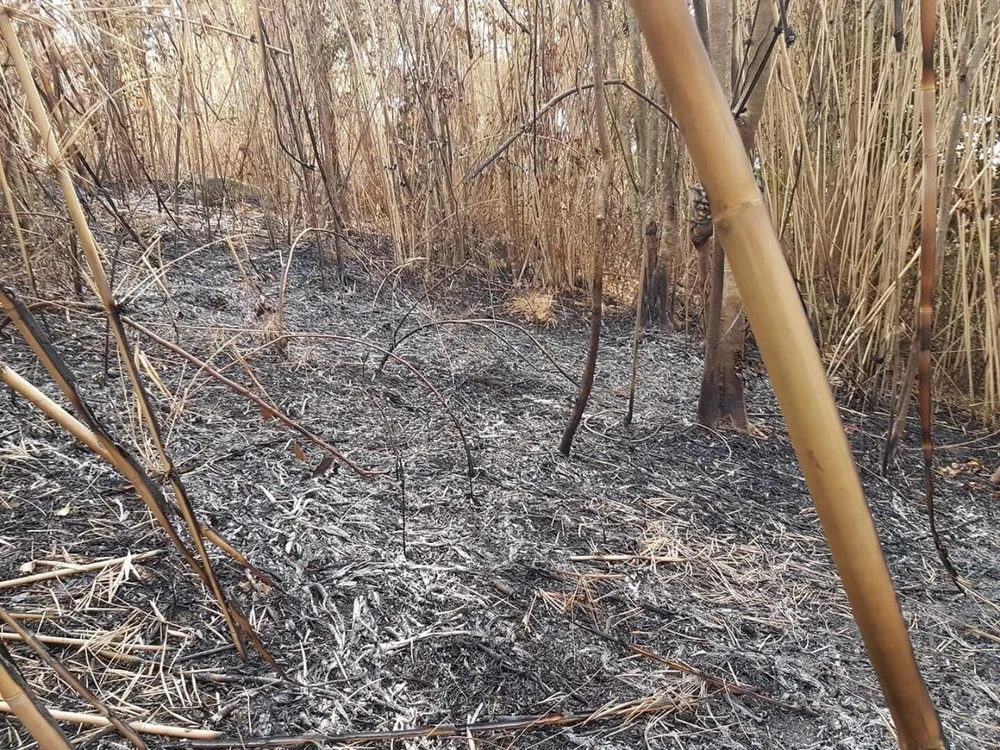 Quảng Ngãi: Cháy rừng giáp ranh giữa huyện Đức Phổ, Nghĩa Hành ảnh 1