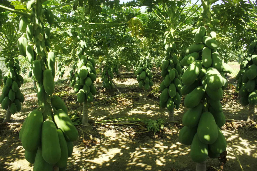 Vườn đu đủ xanh trĩu trái ở Quảng Ngãi ảnh 6