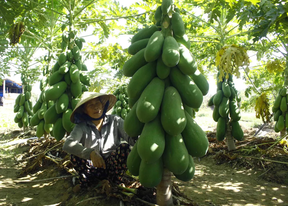 Vườn đu đủ xanh trĩu trái ở Quảng Ngãi ảnh 5