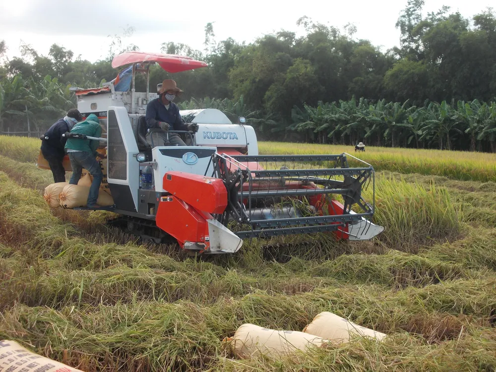 Quảng Ngãi: Khẩn trương thu hoạch trước bão Podul ảnh 1