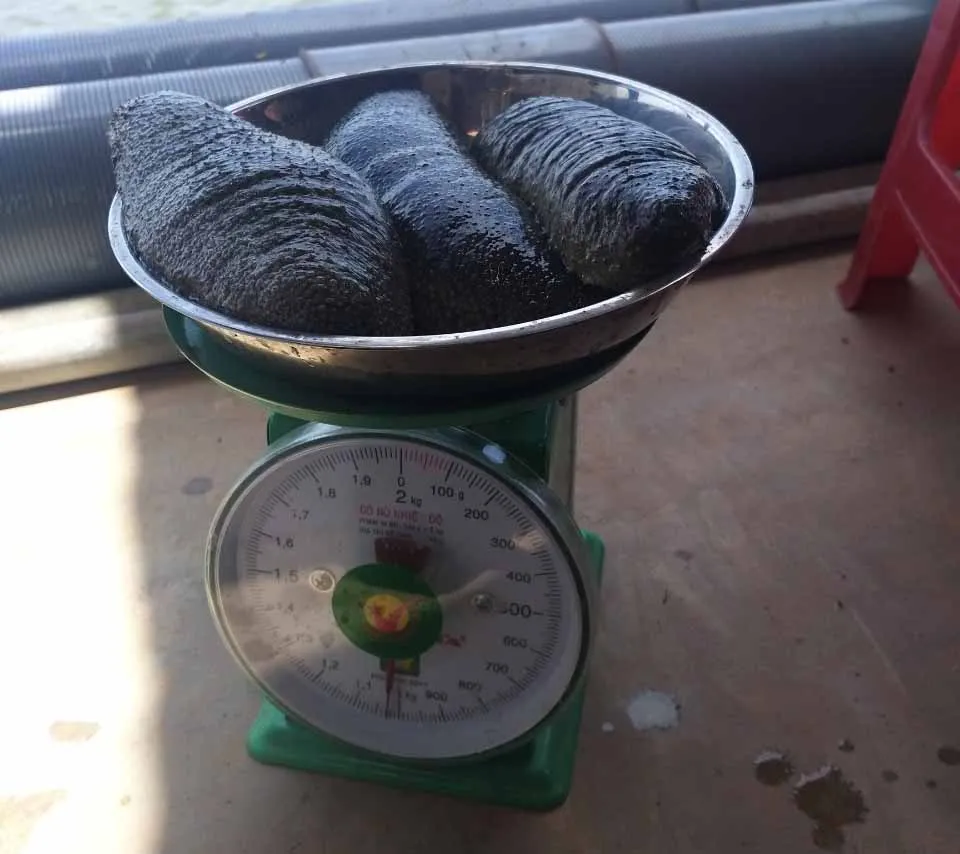 Quảng Ngãi: Đề xuất 1,9 tỷ tiếp tục nhân rộng mô hình nuôi thử nghiệm hải sâm ghép ốc hương  ảnh 4